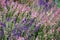 Field of sage in different colours: white, pink and blue