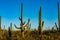 Field of Saguaro Cactus Growing in Arizona