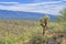 Field of saguaro cactuses on a valley at Sabino Canyon State Park in Tucson, Arizona