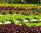 Field of salad/lettuce plantation.