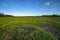 Field of Saltwort - Batis maritima - on Coastal Prairie in Everglades NP.