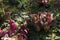 Field with Sarracenia purpurea, parrot pitcher plants, Venus flytraps and Utricularia bisquamata