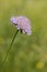 Field Scabious