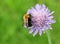 Field Scabious and Bumblebee