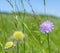 Field scabious closeup