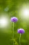 Field scabious flower