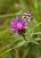 Field Scabious flowers with Iberian Marbled White