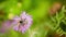Field scabious, knautia arvensis, flowering in meadow. Bumblebee, bombus sp., pollinating flower.