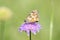 Field scabious Knautia arvensis, lilac flower with butterfly