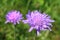 Field scabious Knautia arvensis violet flower on a meadow