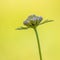 Field scabious yellow background