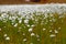 Field of Scheuchzer`s Cottongrass, Hrafnafifa, Iceland