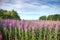 A field of Scottish harebell