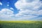 Field of seed plants and blue sky.