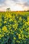 Field of seed plants and blue sky.