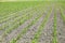 Field of seedlings of corn. Young corn in the field