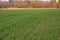 Field of seedlings of winter wheat in the fall on a sunny day