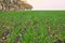 Field of seedlings of winter wheat in the fall on a sunny day