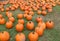 Field with several orange pumpkins arranged for people to come choose from