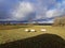 Field of Sheep. Green pastures in England.