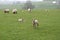 A field of sheep during lambing season in the UK