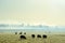 A field of sheep silhouetted against the early morning sun. Grazing in a field on a beautiful misty morning.