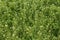 Field of the shepherd`s purse plant - Capsella bursa-pastoris