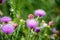 Field with Silybum marianum (Milk Thistle).