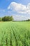 Field and sky