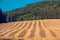 Field of sloping wheat against the mountain