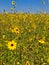 Field of Small Sunflowers in early summer