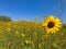 Field of Small Sunflowers in early summer