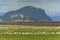 Field of Snow Geese in the Skagit Valley  Washington.