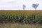 Field of sorghum or millet