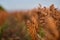 Field of sorghum, named also durra, jowari, or milo. Is cultivated for its grain and used for food for animals and