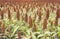 field of sorghum, named also durra, jowari, or milo. Is cultivated for its grain and used for food for animals and humans, and