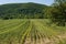 A field in the South of France just after the Lavender harvest