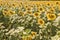 A field sown with sunflowers. Harvest. Autumn period.