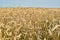 A field sown with wheat in Ukraine. Grain deal
