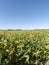 Field of soybeans