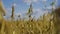 field soybeans in autumn almost ready for harvesting yellow green