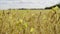 field soybeans in autumn almost ready for harvesting yellow green