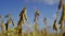 field soybeans in autumn almost ready for harvesting yellow green