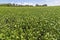 Field Of Soybeans At Time Of Harvest