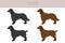 Field spaniel clipart. Different poses, coat colors set