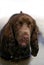 Field Spaniel Dog having Bath