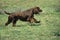 Field Spaniel Dog, Male running on Grass