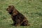 Field Spaniel Dog sitting on Grass