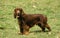 Field Spaniel Dog standing on Grass