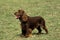 Field Spaniel Dog standing on Grass